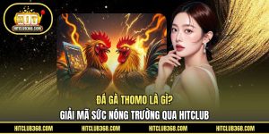 Đá gà Thomo là gì
