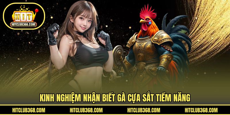 Kinh nghiệm nhận biết gà cựa sắt tiềm năng